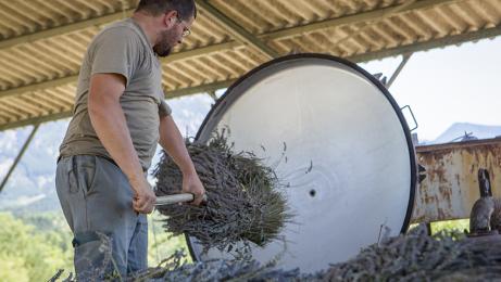 Lavande-Distillerie-traditionnelle