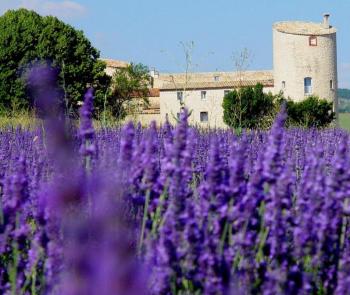 Chateau de la Gabelle lavande